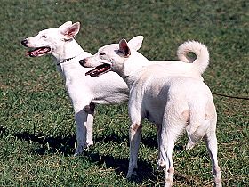 honden fokkers en hond foto's